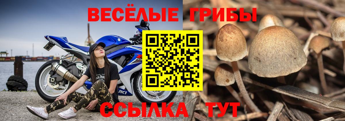 Псилоцибиновые грибы мицелий  Вход с VPN  Отрадное 